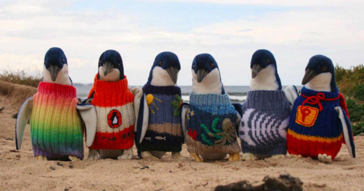 knit sweaters for penguins volunteer