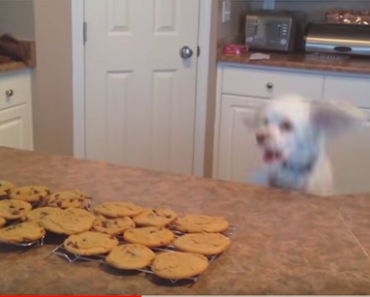 Dog Jumps For Cookies - AllCreated