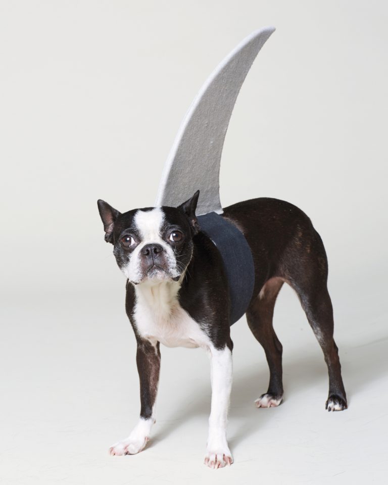 DIY Shark Fin Costume For Your Pup All Created