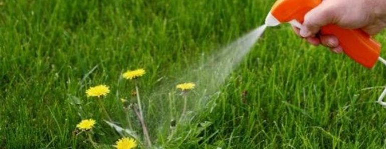 Three Ingredient DIY Weed Killer _ all created